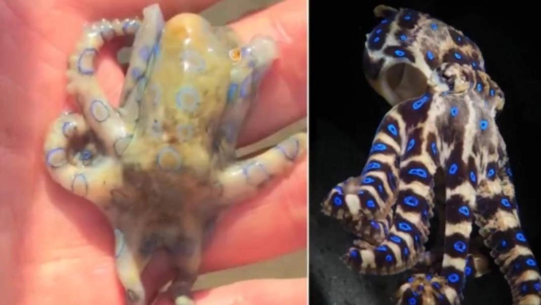 Ο τουρίστας είχε άγνοια και… άγιο: Έπιασε με γυμνά χέρια ένα από τα πιο δηλητηριώδη πλάσματα της γης