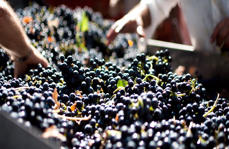 Μέχρι τις 15 Δεκεμβρίου οι δηλώσεις συγκομιδής οινοστάφυλων