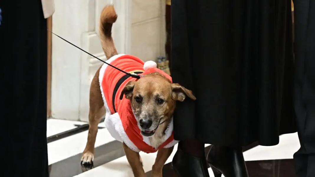 Ο Peanut μπήκε σε mood Χριστουγέννων: Ντυμένος ως Αϊ Βασίλης άκουσε τα κάλαντα στο Μέγαρο Μαξίμου