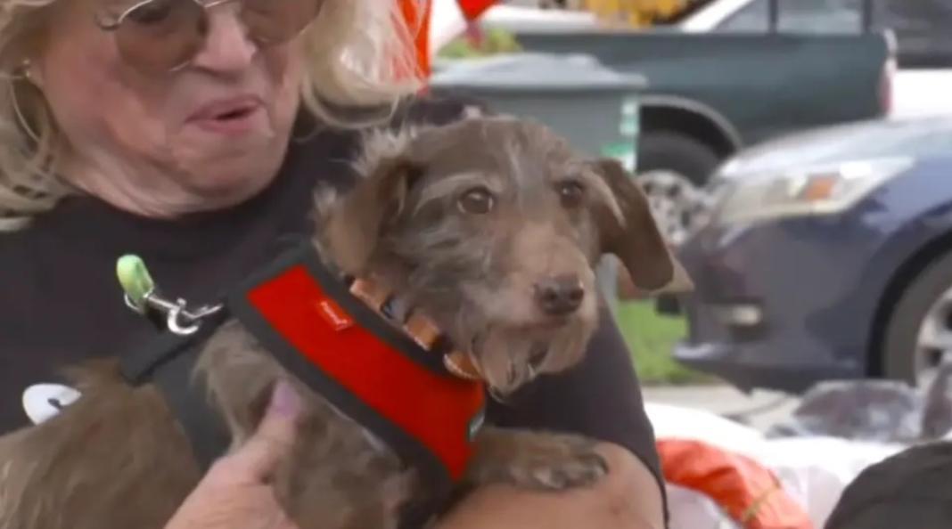 «Το θαύμα των Χριστουγέννων»: Σκύλος που εξαφανίστηκε το 2021 βρέθηκε σε καταφύγιο ζώων σε απόσταση 3.200 χιλιομέτρων