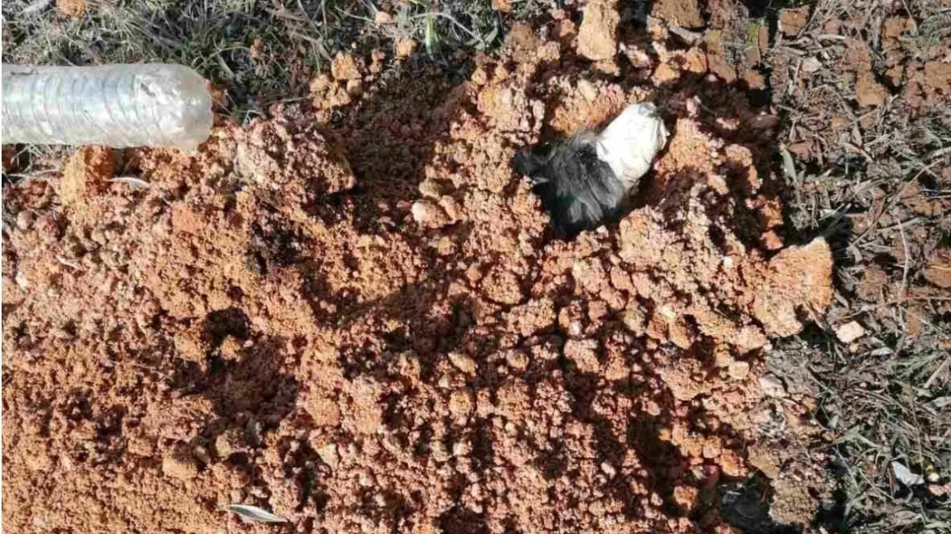 «Είναι να αναρωτιέσαι ποιος έχει 2 και ποιος 4 πόδια»: Η ΕΛΑΣ για τις ανατριχιαστικές φωτογραφίες του σκύλου που έθαψε ζωντανός 90χρονος