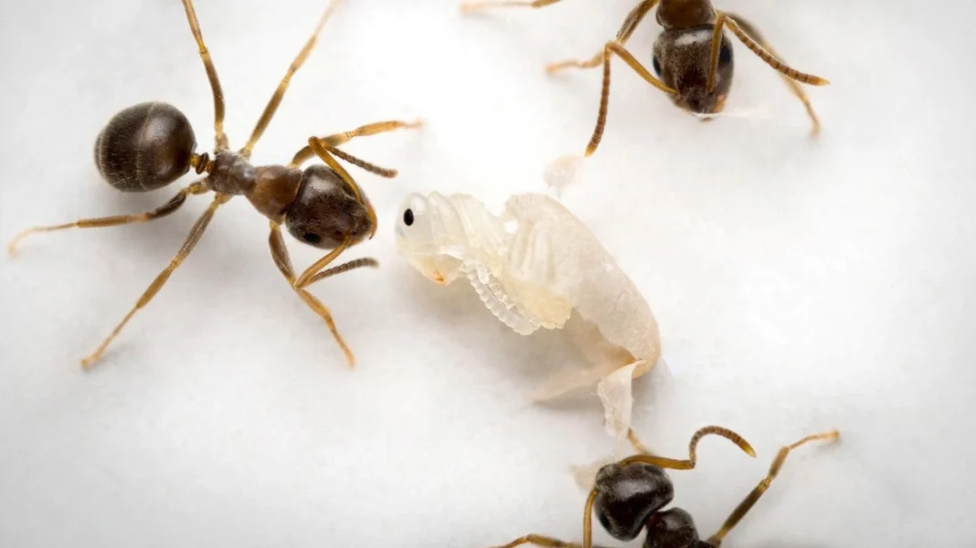 Έρευνα: Τα νεαρά μυρμήγκια παρακαλάνε να τα σκοτώσουν όταν είναι άρρωστα