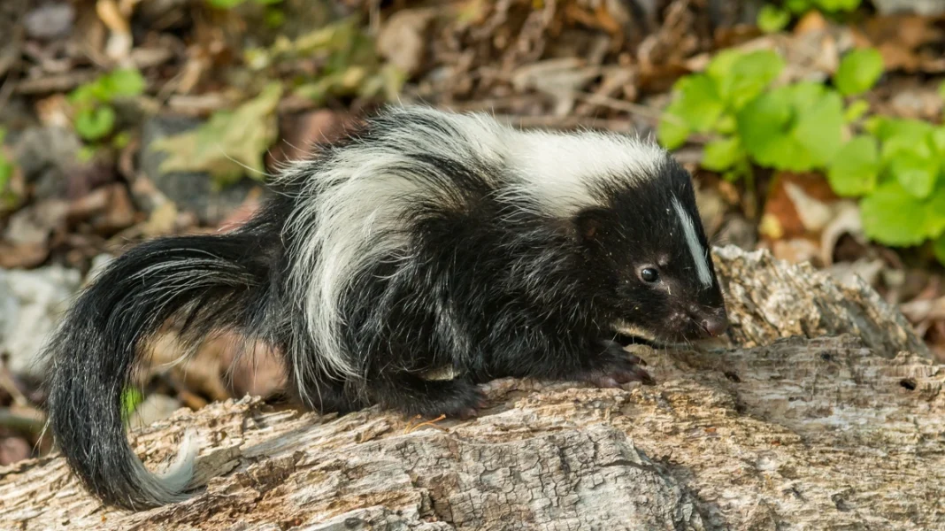 Πέθανε από λύσσα μετά από μεταμόσχευση νεφρού, ο δωρητής την κόλλησε προστατεύοντας ένα γατάκι