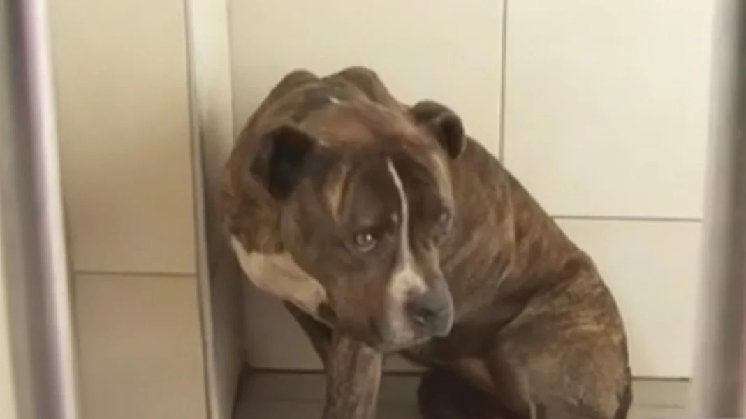 «Πρώτη φορά βλέπουμε σκυλί με τέτοια απάθεια»: Τι λένε στο ΔΙΚΕΠΑΖ για το πίτμπουλ που σκότωσε τον 2χρονο, 30 αιτήματα υιοθεσίας