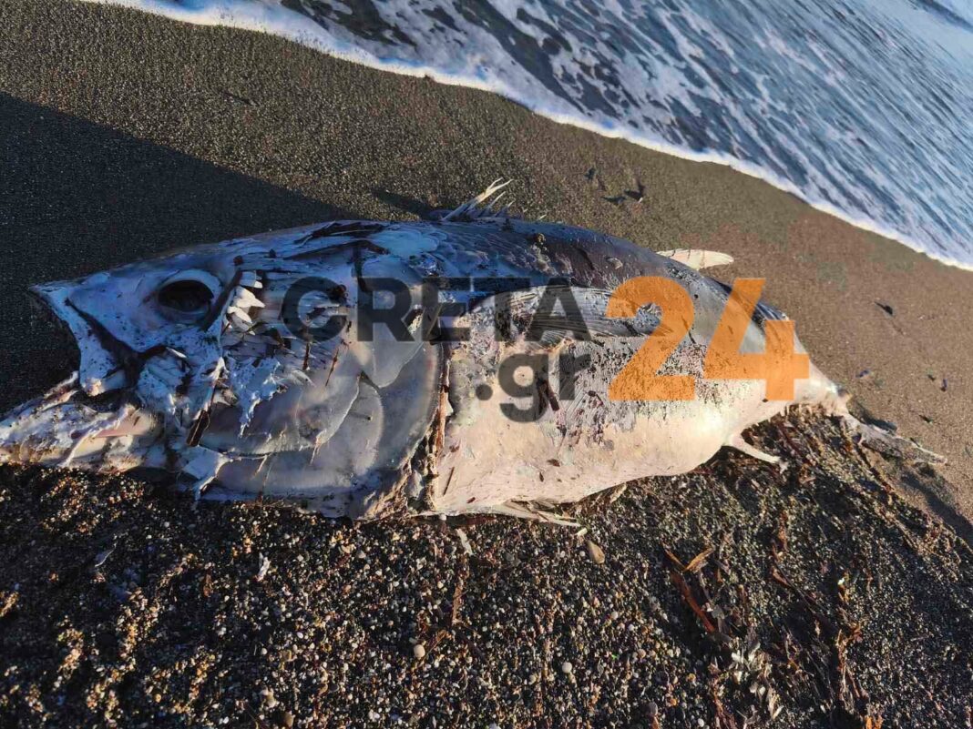 Τεράστιο ψάρι ξεβράστηκε σε παραλία του Ηρακλείου- Φωτογραφίες