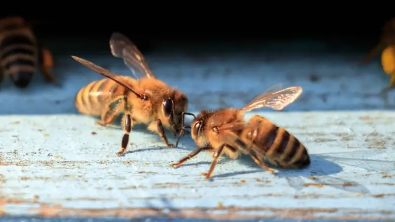 Οι μέλισσες μπορεί να κρύβουν το μυστικό της επικοινωνίας με εξωγήινους