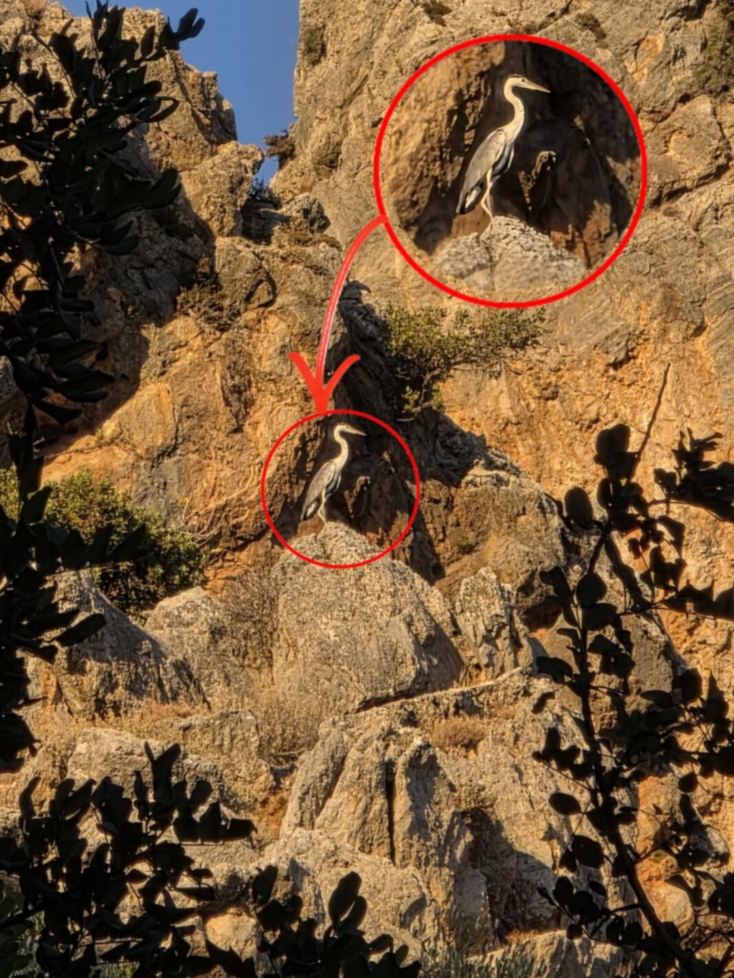 Στον ίσκιο του Ψηλορείτη, ένας εντυπωσιακός Ερωδιός τράβηξε τα βλέμματα