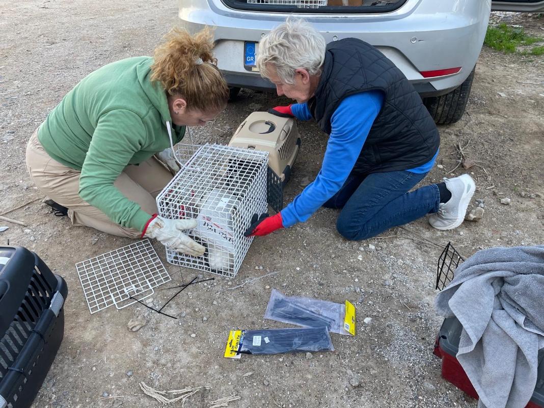 Δήμος Κισσάμου: Με επιτυχία το πρόγραμμα μαζικών στειρώσεων
