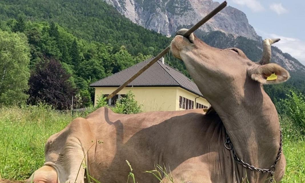 Αγελάδα χρησιμοποιεί σκούπα για να… ξύσει την πλάτη της – Δείτε βίντεο