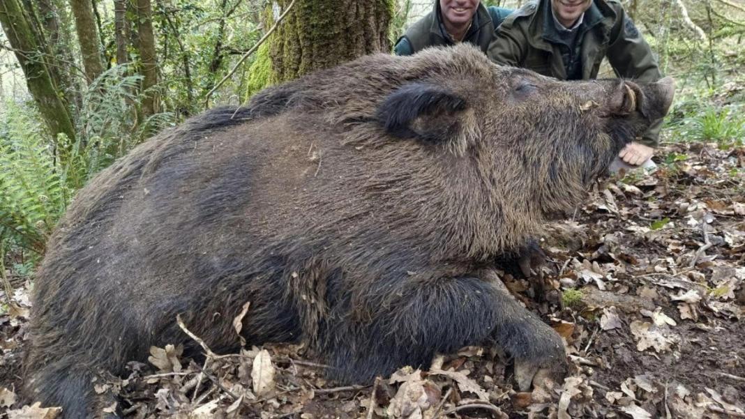 Το θαύμα της φύσης: Ο «υπερ-αγριόχοιρος» που μπορεί να φτάσει τα 200 κιλά – Βίντεο