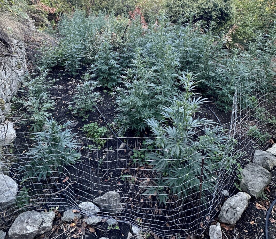 Τέσσερις «πίσω» από τη χασισοφυτεία – μαμούθ στο Ρέθυμνο – Οκτώ άτομα στη δικογραφία