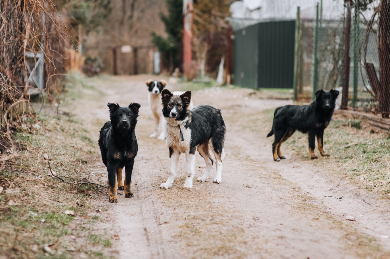 Βόλος: Θύμα επίθεσης από σκυλιά 60χρονος που πήγε για τρέξιμο – «Φώναζα βοήθεια»
