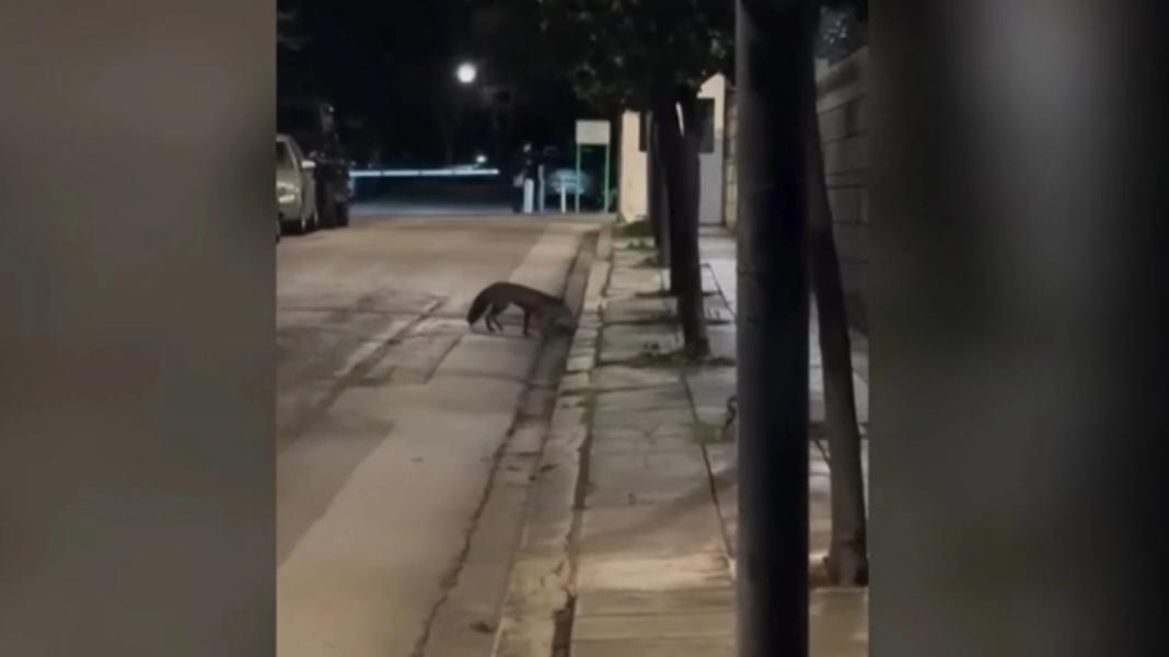 Αλεπού «τρύπωσε» στο Μέγαρο Μαξίμου – Το απίστευτο βίντεο
