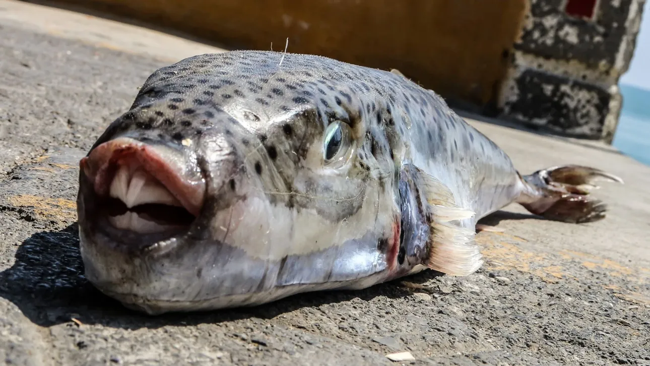 Oι λαγοκέφαλοι, οι αντιδράσεις από τους αλιείς της Κρήτης και η συνάντηση με Αρναουτάκη