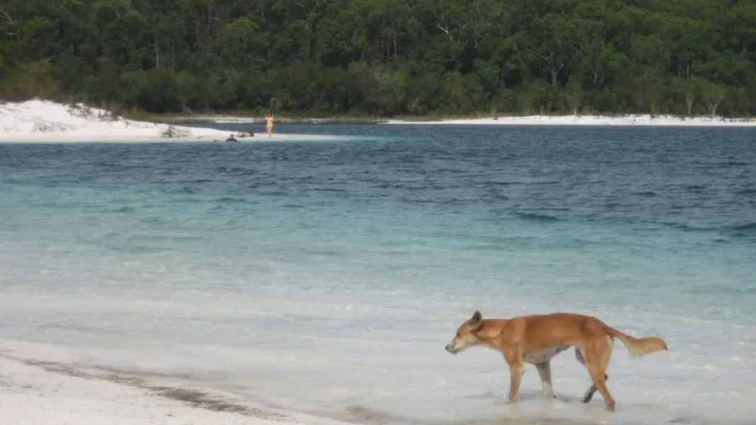 Αυστραλία: Πτώμα 19χρονης εντοπίστηκε σε παραλία περικυκλωμένο από άγρια σκυλιά