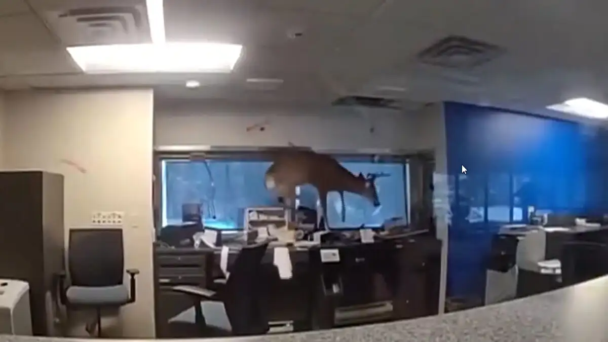 Ελάφι έσπασε το παράθυρο και «μπούκαρε» σε τράπεζα – Δείτε βίντεο