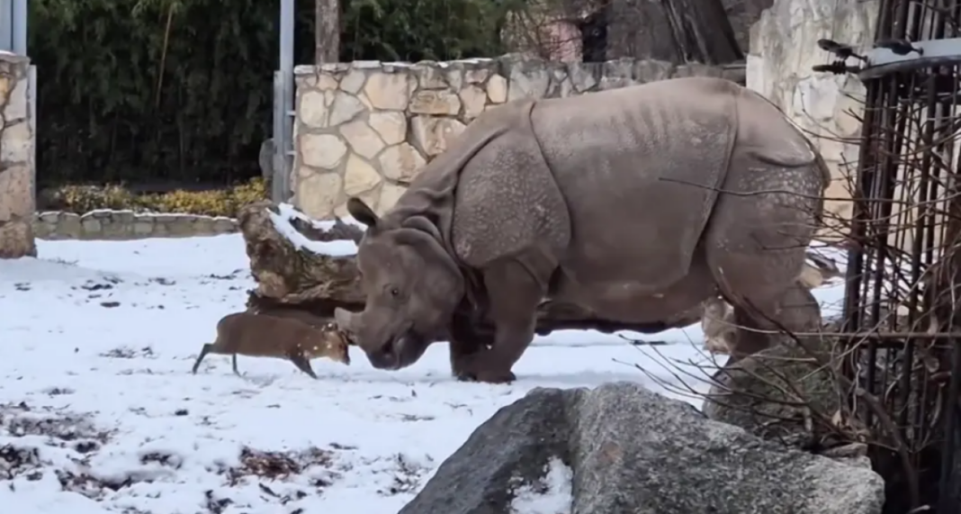 Όταν το ελάφι τα έβαλε με τον ρινόκερο: Το βίντεο από ζωολογικό κήπο που έγινε viral