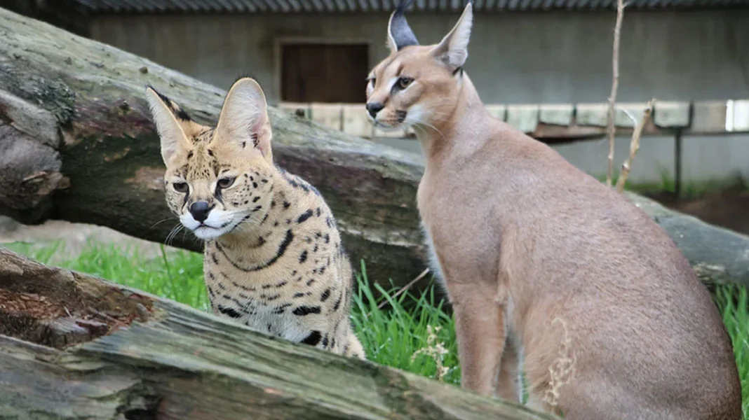 Τελωνειακοί στη Γαλλία κατάσχεσαν δύο σπάνια αιλουροειδή: Ο ιδιοκτήτης τους τα πέταξε από το μπαλκόνι