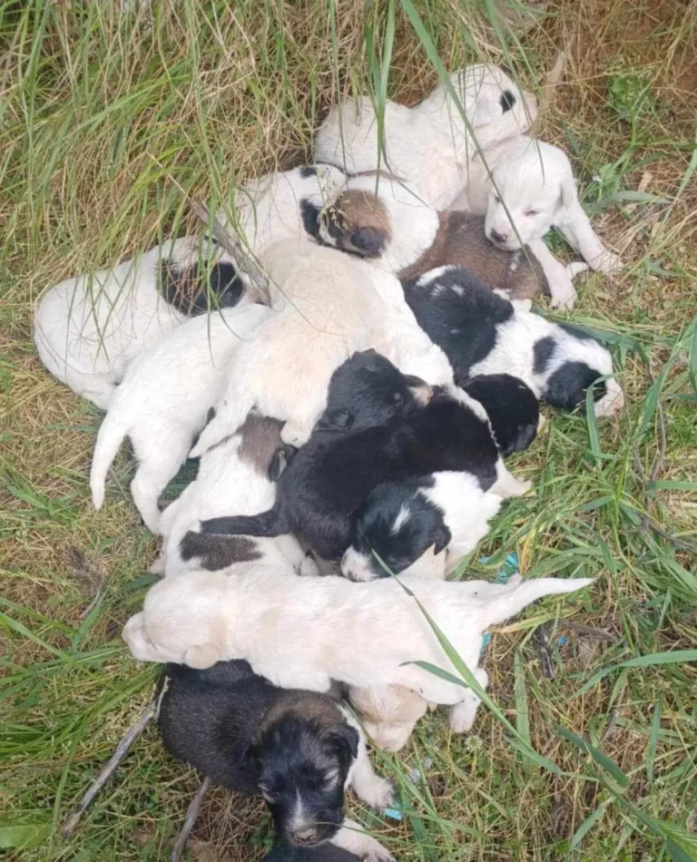 Ρέθυμνο: Αδιανόητη κτηνωδία στο δήμο Αμαρίου – Σκότωσαν 17 κουτάβια