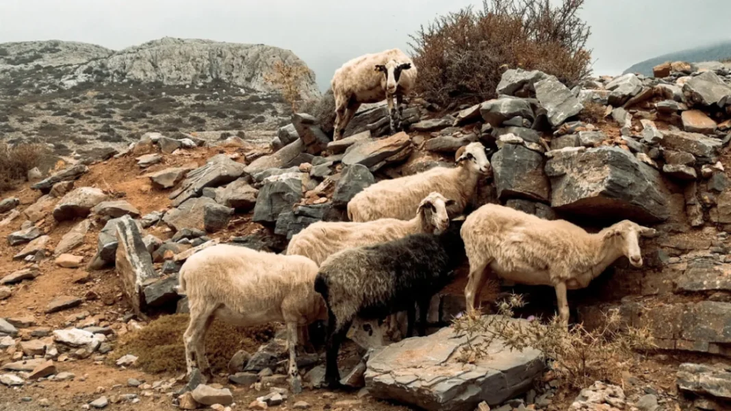 Μειώνεται η μεταδοτικότητα της ευλογιάς αιγοπροβάτων – Τι δείχνουν τα τελευταία στοιχεία