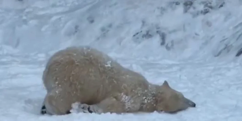 Πολικές αρκούδες βλέπουν για πρώτη φορά χιόνι – Απίστευτα πλάνα (βίντεο)