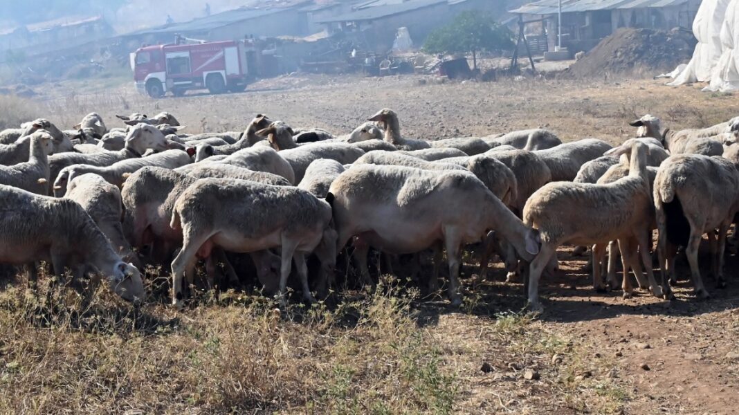 “Εκπτώσεις” στους ελέγχους των ζωοτροφών – SOS από την Περιφέρεια Kρήτης για την ευλογιά
