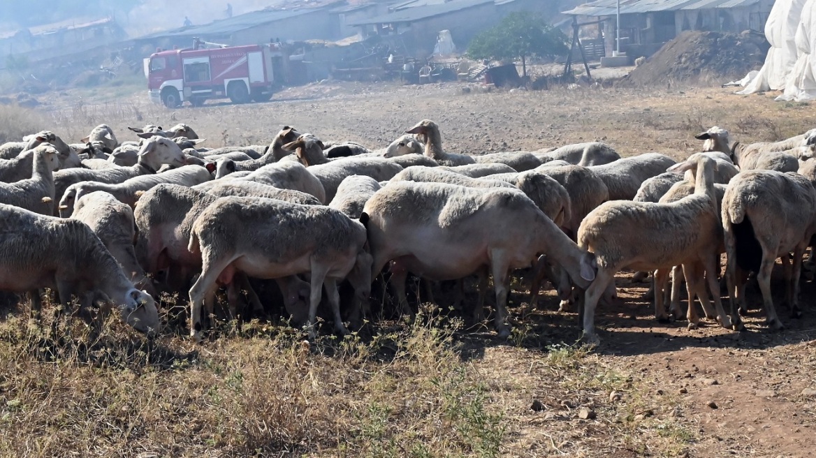“Εκπτώσεις” στους ελέγχους των ζωοτροφών – SOS από την Περιφέρεια Kρήτης για την ευλογιά – Bίντεο