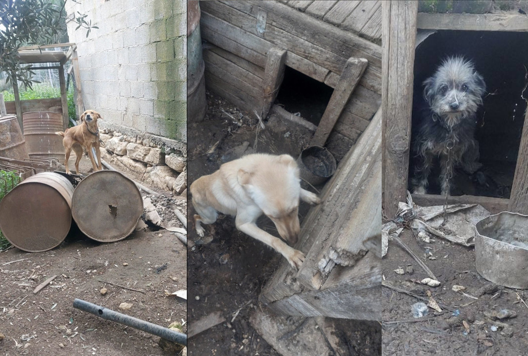 Mια καταγγελία έσωσε πέντε σκυλιά – Ζούσαν δεμένα κάτω από άθλιες συνθήκες!