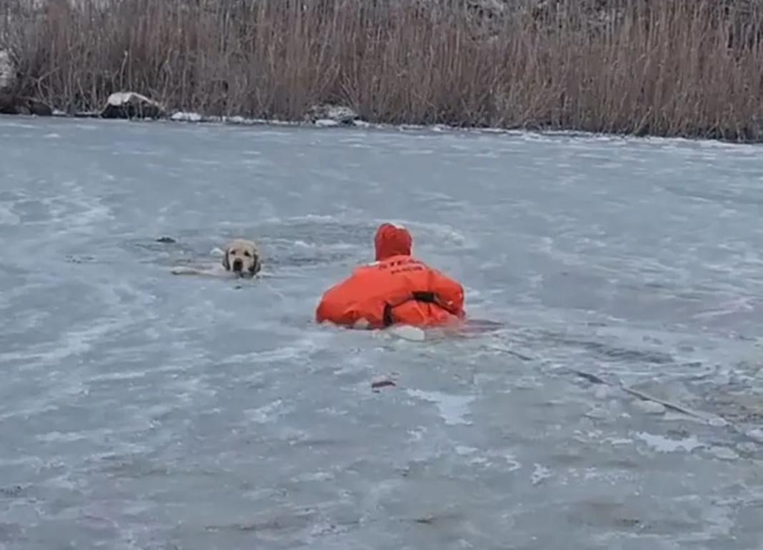 Συγκλονιστική διάσωση σκύλου που παγιδεύτηκε σε παγωμένη λίμνη – Δείτε βίντεο