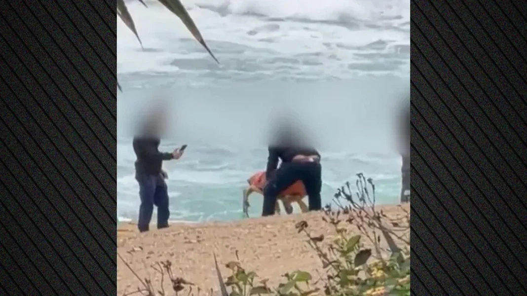 Αντιδράσεις για βίντεο με υπαλλήλους να κακομεταχειρίζονται θαλάσσια χελώνα στην Κύπρο