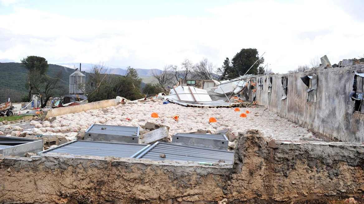Σε απόγνωση η οικογένεια του πτηνοτρόφου που έχασε 40.000 κοτόπουλα από ανεμοστρόβιλο στο Καλπάκι