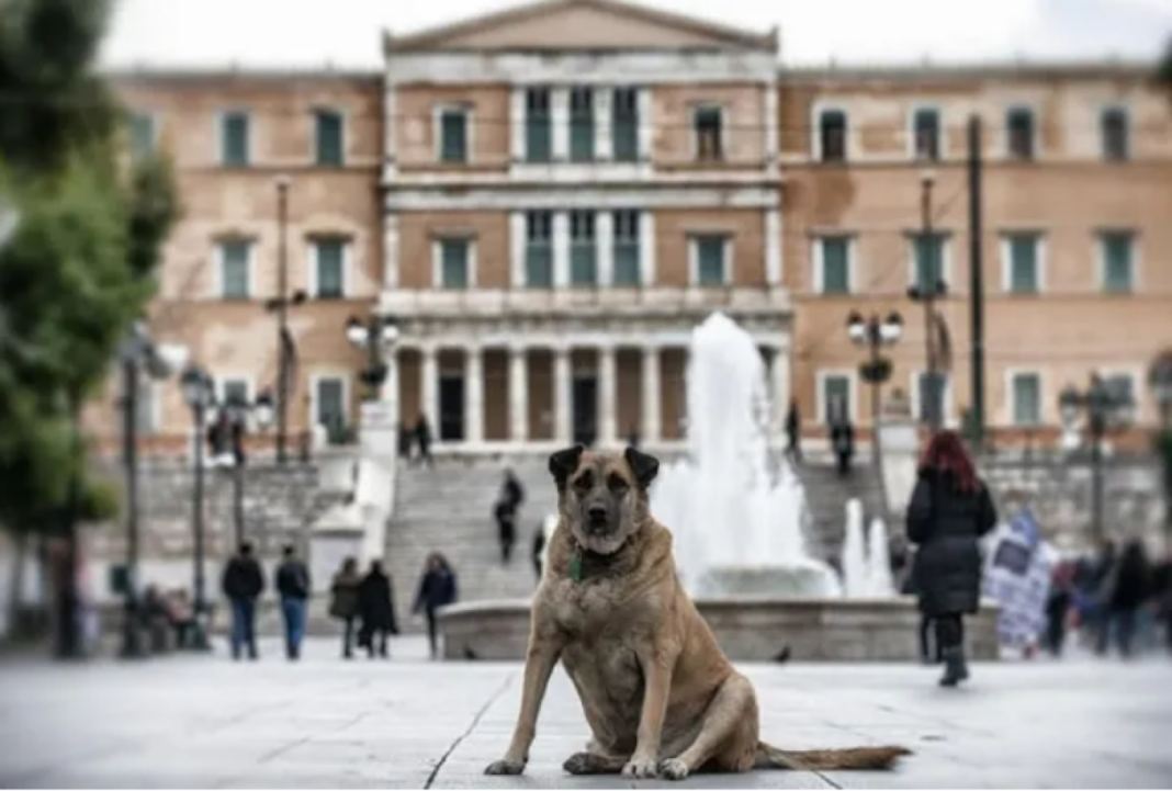 ΥΠΕΣ: Ομάδα εργασίας για αδειοδότηση εγκαταστάσεων αδέσποτων ζώων